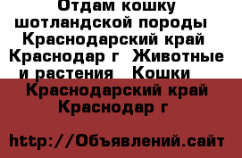 Отдам кошку шотландской породы - Краснодарский край, Краснодар г. Животные и растения » Кошки   . Краснодарский край,Краснодар г.